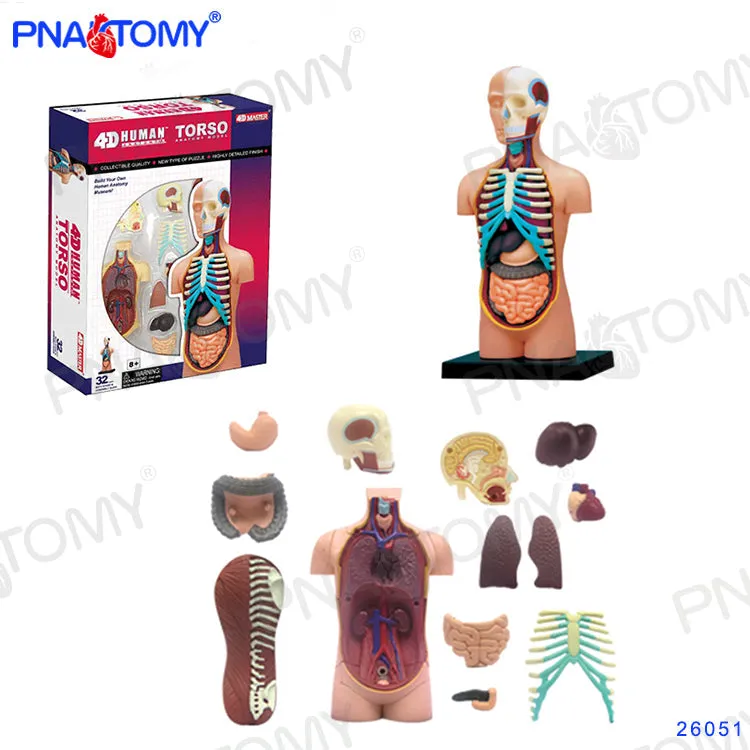 4D MASTER HUMAN ANATOMICAL MODELS DIY TOYS BODY ANATOMY EDUCATIONAL TOOL BRAIN HEART SKELETON EAR TORSO HAND NOSE KNEE JOINT EYE