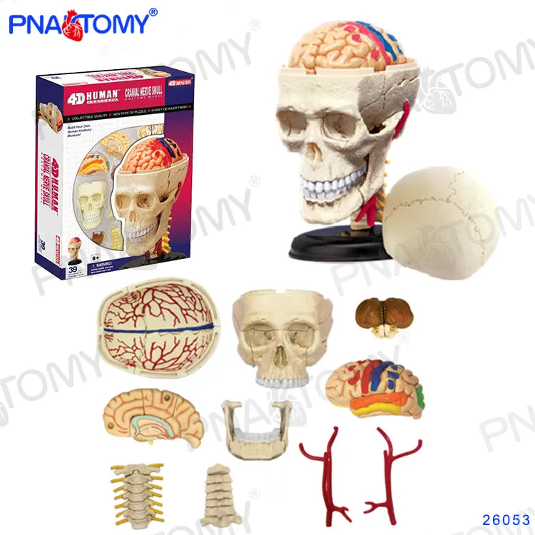 4D MASTER HUMAN ANATOMICAL MODELS DIY TOYS BODY ANATOMY EDUCATIONAL TOOL BRAIN HEART SKELETON EAR TORSO HAND NOSE KNEE JOINT EYE