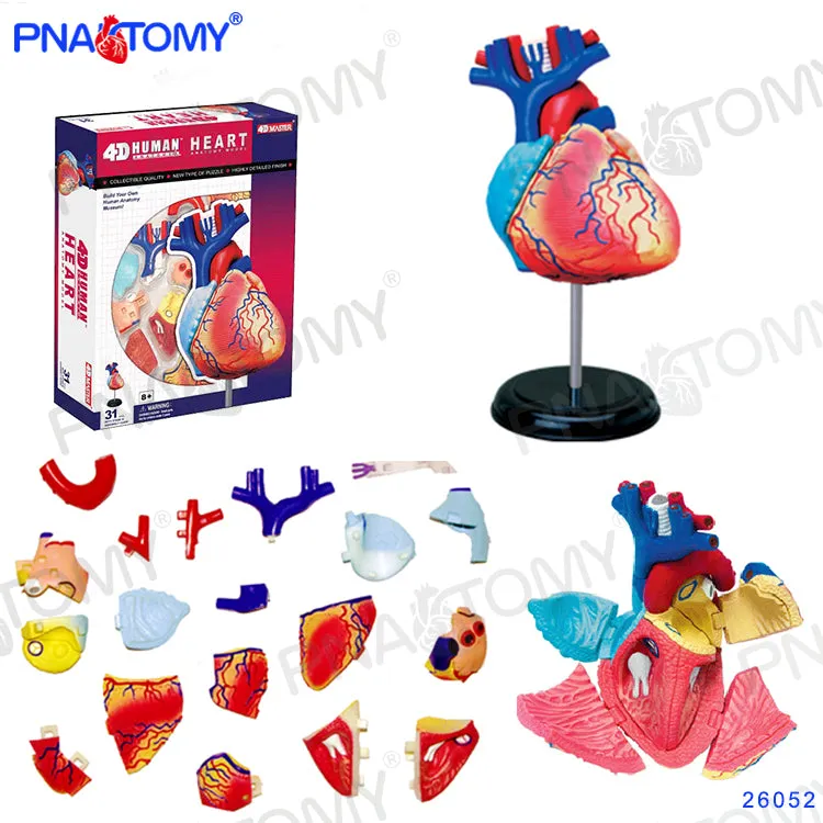 4D MASTER HUMAN ANATOMICAL MODELS DIY TOYS BODY ANATOMY EDUCATIONAL TOOL BRAIN HEART SKELETON EAR TORSO HAND NOSE KNEE JOINT EYE