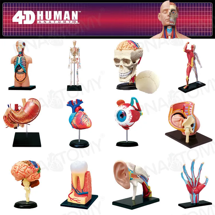 4D MASTER HUMAN ANATOMICAL MODELS DIY TOYS BODY ANATOMY EDUCATIONAL TOOL BRAIN HEART SKELETON EAR TORSO HAND NOSE KNEE JOINT EYE