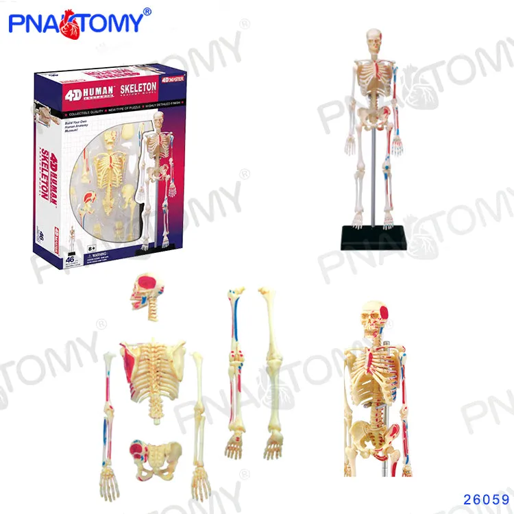 4D MASTER HUMAN ANATOMICAL MODELS DIY TOYS BODY ANATOMY EDUCATIONAL TOOL BRAIN HEART SKELETON EAR TORSO HAND NOSE KNEE JOINT EYE