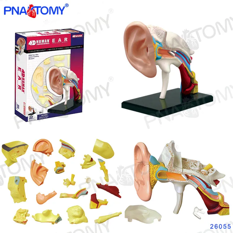 4D MASTER HUMAN ANATOMICAL MODELS DIY TOYS BODY ANATOMY EDUCATIONAL TOOL BRAIN HEART SKELETON EAR TORSO HAND NOSE KNEE JOINT EYE