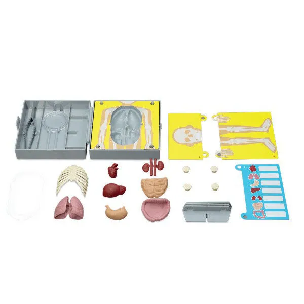 4M Kidz Labs / Human Torso Anatomy